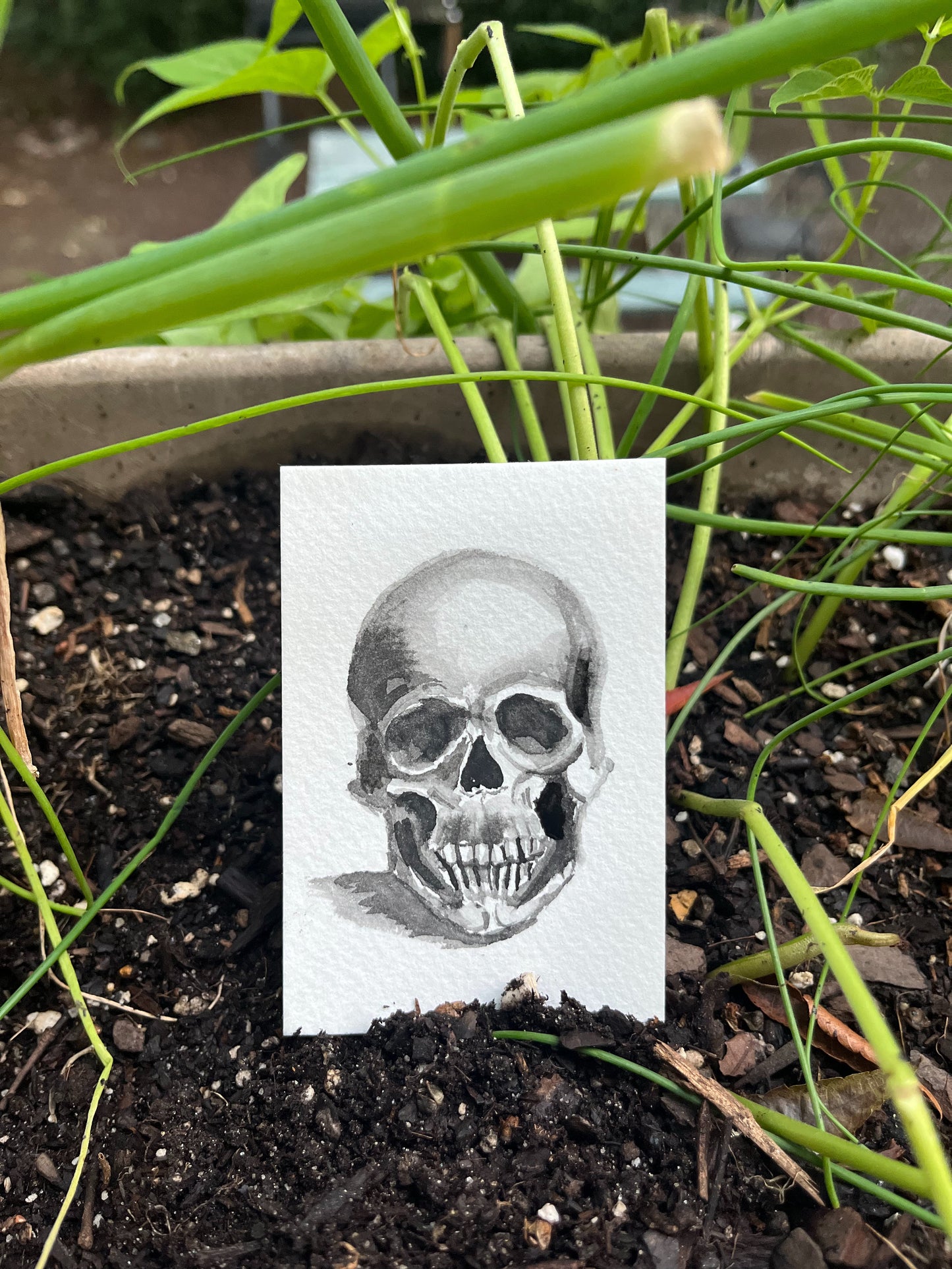 Tiny Skull